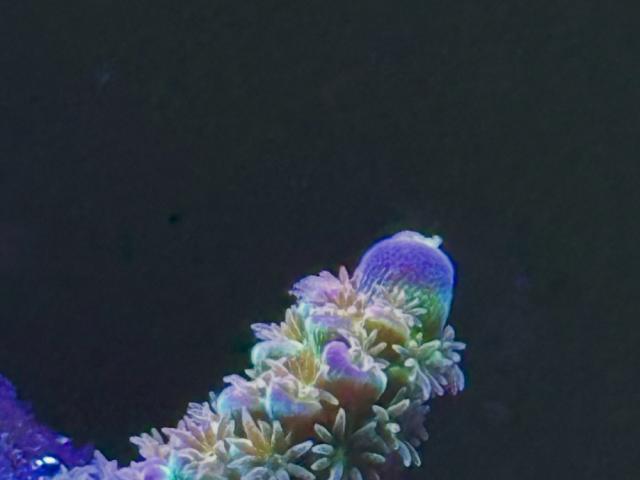 Big R Walt Disney Acropora - 1