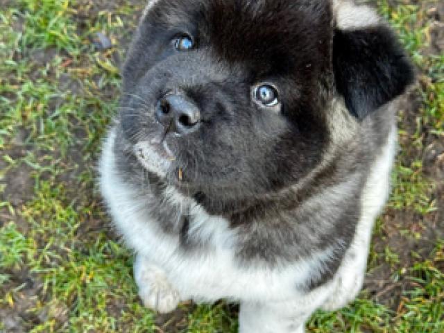 Amerikanische Akita Welpen - 1