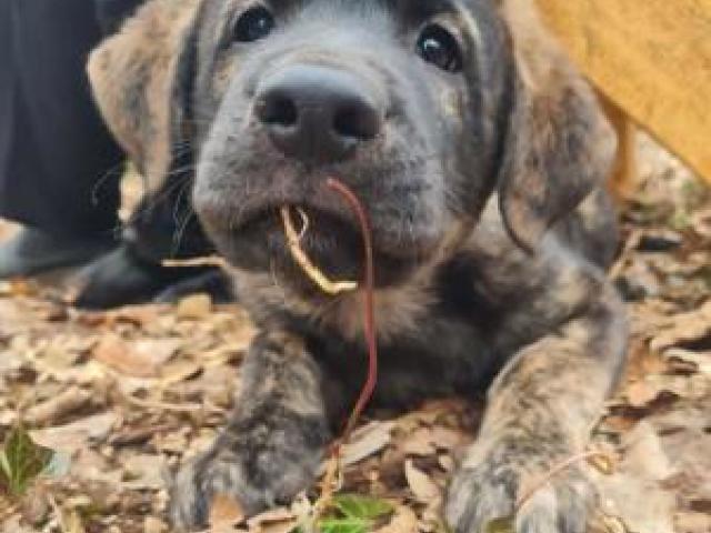 Getigertes süßes Hundekind Emil - 1