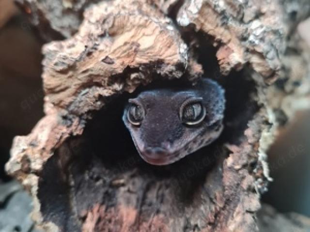 Leopardgecko Pure Black Night Weibchen Eublepharis macularius - 1